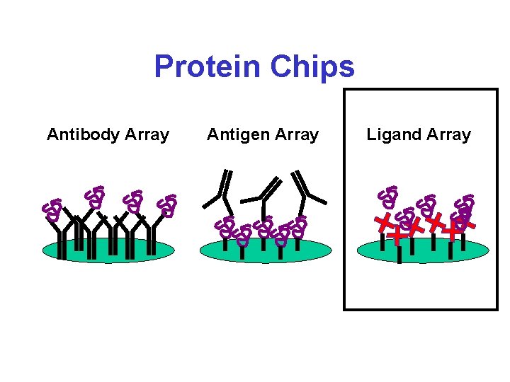 Protein Chips Antibody Array Antigen Array Ligand Array 