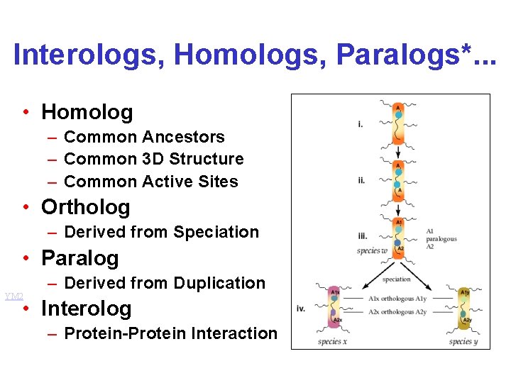 Interologs, Homologs, Paralogs*. . . • Homolog – Common Ancestors – Common 3 D