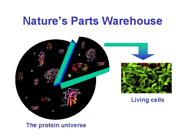 Nature’s Parts Warehouse Living cells The protein universe 