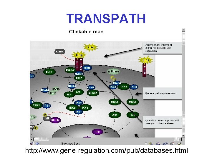 TRANSPATH http: //www. gene-regulation. com/pub/databases. html 