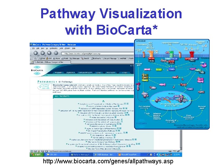 Pathway Visualization with Bio. Carta* http: //www. biocarta. com/genes/allpathways. asp 