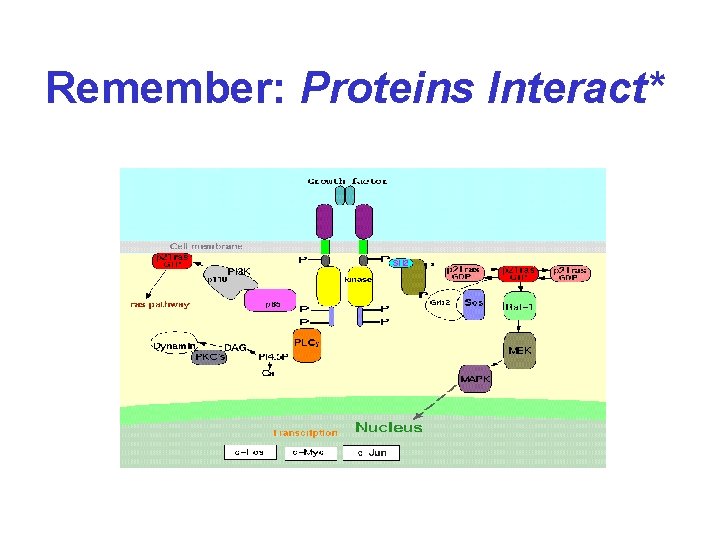 Remember: Proteins Interact* 