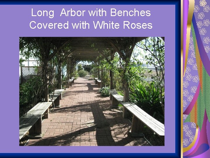 Long Arbor with Benches Covered with White Roses 