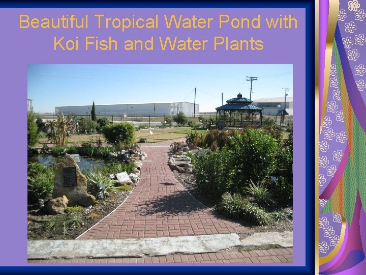 Beautiful Tropical Water Pond with Koi Fish and Water Plants 