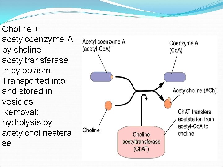 Choline + acetylcoenzyme-A by choline acetyltransferase in cytoplasm Transported into and stored in vesicles. Choline + acetylcoenzyme-A by choline acetyltransferase in cytoplasm Transported into and stored in vesicles.