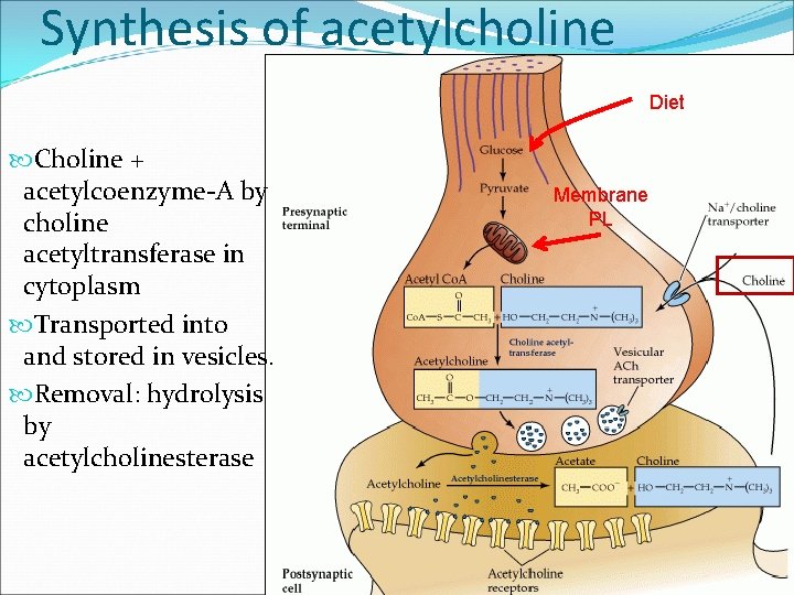 Synthesis of acetylcholine Diet Choline + acetylcoenzyme-A by choline acetyltransferase in cytoplasm Transported into Synthesis of acetylcholine Diet Choline + acetylcoenzyme-A by choline acetyltransferase in cytoplasm Transported into