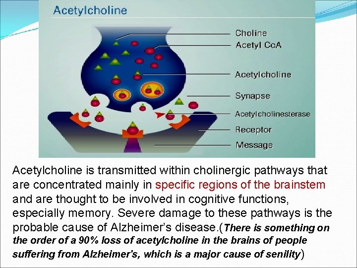 Acetylcholine is transmitted within cholinergic pathways that are concentrated mainly in specific regions of Acetylcholine is transmitted within cholinergic pathways that are concentrated mainly in specific regions of