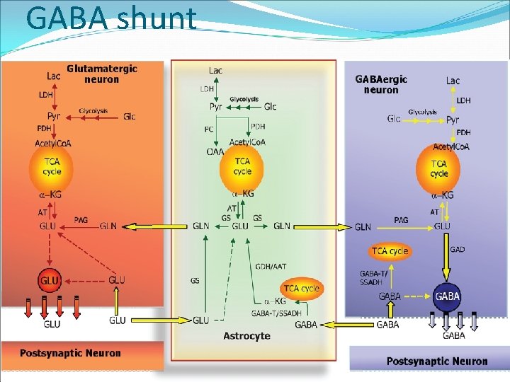 GABA shunt GABA shunt