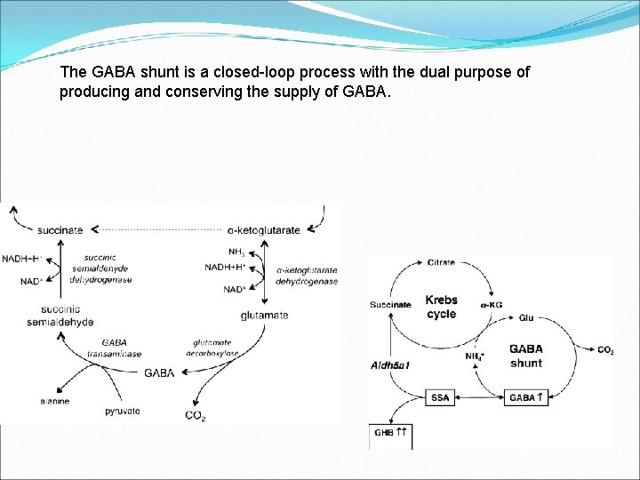 The GABA shunt is a closed-loop process with the dual purpose of producing and The GABA shunt is a closed-loop process with the dual purpose of producing and