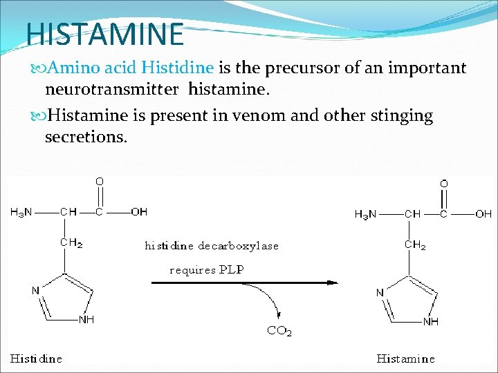 HISTAMINE Amino acid Histidine is the precursor of an important neurotransmitter histamine. Histamine is HISTAMINE Amino acid Histidine is the precursor of an important neurotransmitter histamine. Histamine is