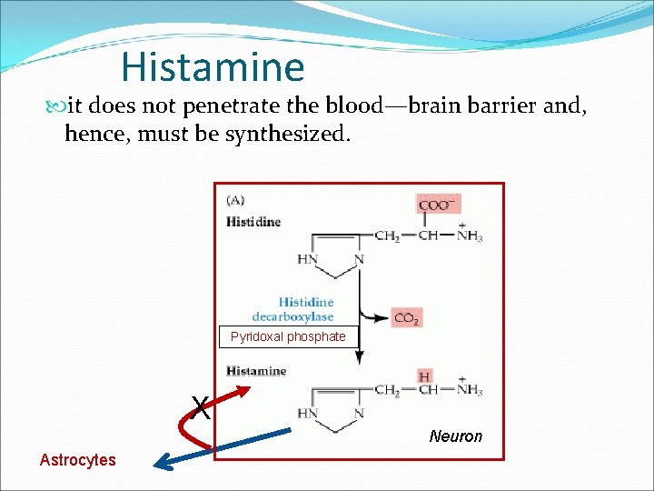 Histamine it does not penetrate the blood—brain barrier and, hence, must be synthesized. Pyridoxal Histamine it does not penetrate the blood—brain barrier and, hence, must be synthesized. Pyridoxal