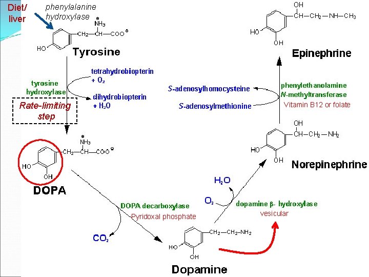 Diet/ liver phenylalanine hydroxylase Rate-limiting step Vitamin B 12 or folate Pyridoxal phosphate vesicular Diet/ liver phenylalanine hydroxylase Rate-limiting step Vitamin B 12 or folate Pyridoxal phosphate vesicular