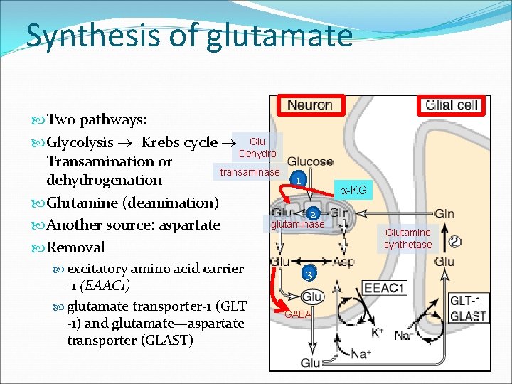 Synthesis of glutamate Two pathways: Glycolysis Krebs cycle Glu Dehydro Transamination or transaminase 1 Synthesis of glutamate Two pathways: Glycolysis Krebs cycle Glu Dehydro Transamination or transaminase 1