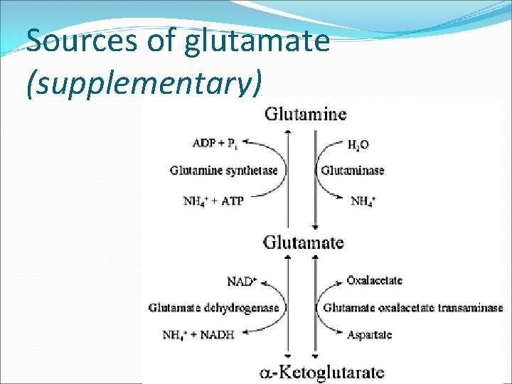 Sources of glutamate (supplementary) Sources of glutamate (supplementary)