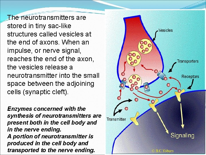 The neurotransmitters are stored in tiny sac-like structures called vesicles at the end of The neurotransmitters are stored in tiny sac-like structures called vesicles at the end of