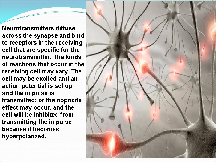 Neurotransmitters diffuse across the synapse and bind to receptors in the receiving cell that Neurotransmitters diffuse across the synapse and bind to receptors in the receiving cell that