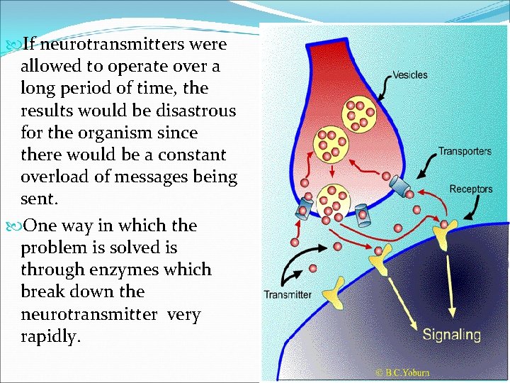 If neurotransmitters were allowed to operate over a long period of time, the If neurotransmitters were allowed to operate over a long period of time, the