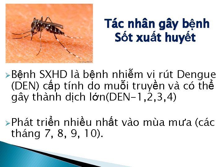 Tác nhân gây bệnh Sốt xuất huyết Ø Bệnh SXHD là bệnh nhiễm vi