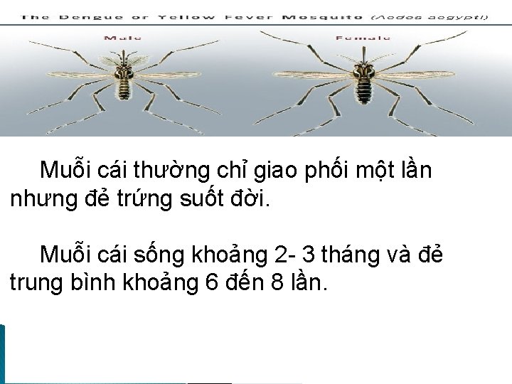 Muỗi cái thường chỉ giao phối một lần nhưng đẻ trứng suốt đời. Muỗi