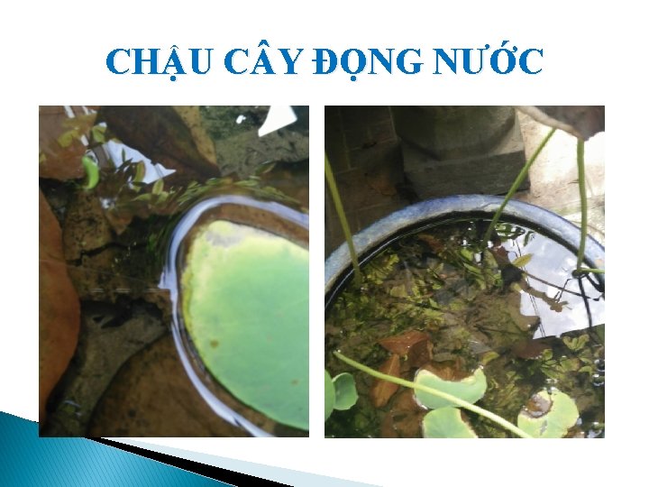 CHẬU C Y ĐỌNG NƯỚC 