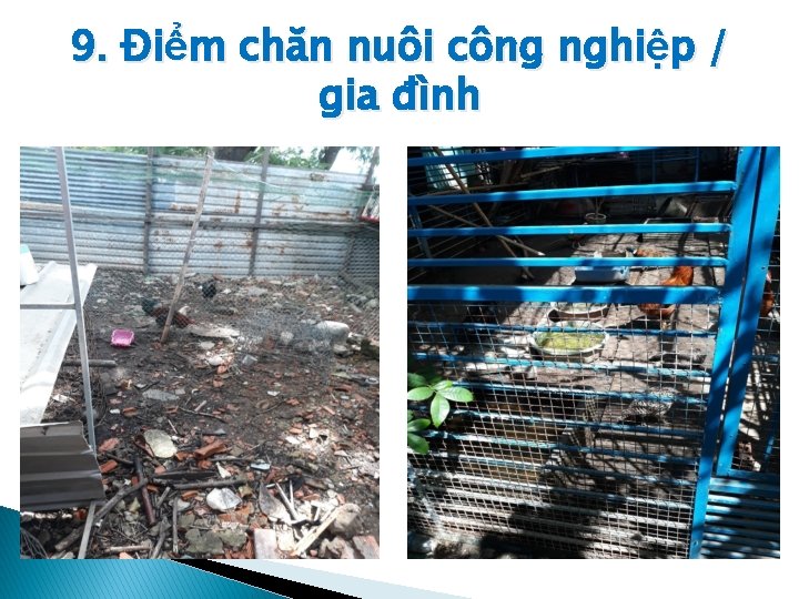 9. Điểm chăn nuôi công nghiệp / gia đình 