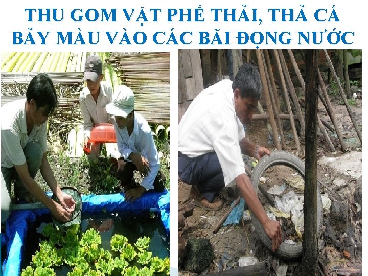 THU GOM VẬT PHẾ THẢI, THẢ CÁ BẢY MÀU VÀO CÁC BÃI ĐỌNG NƯỚC