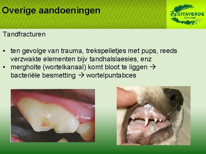 Overige aandoeningen Tandfracturen • ten gevolge van trauma, trekspelletjes met pups, reeds verzwakte elementen