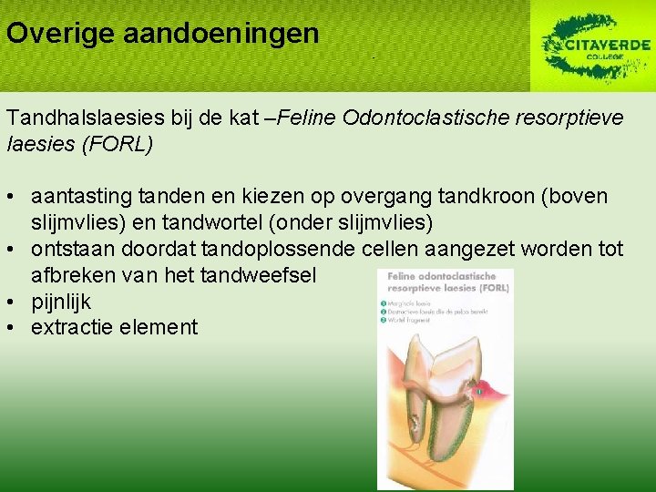 Overige aandoeningen Tandhalslaesies bij de kat –Feline Odontoclastische resorptieve laesies (FORL) • aantasting tanden