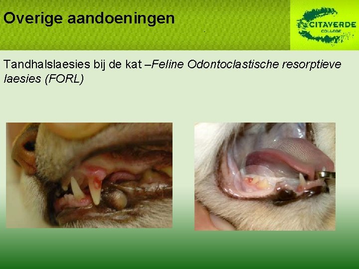 Overige aandoeningen Tandhalslaesies bij de kat –Feline Odontoclastische resorptieve laesies (FORL) 