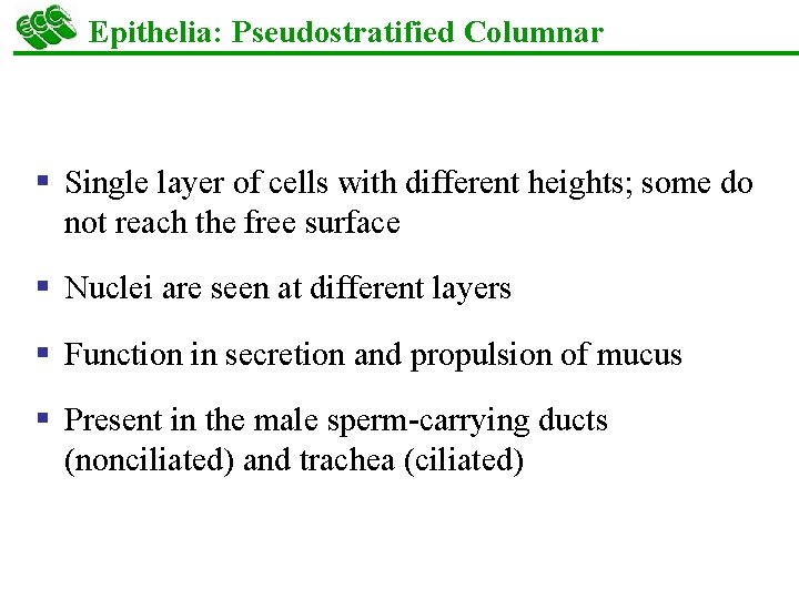Epithelia: Pseudostratified Columnar § Single layer of cells with different heights; some do not