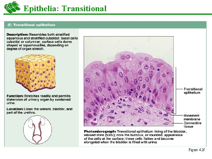 Epithelia: Transitional § Several cell layers, basal cells are cuboidal, surface cells are dome