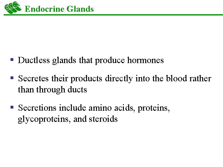 Endocrine Glands § Ductless glands that produce hormones § Secretes their products directly into