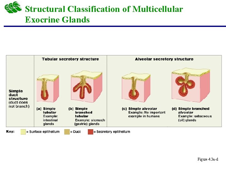 Structural Classification of Multicellular Exocrine Glands Figure 4. 3 a-d 