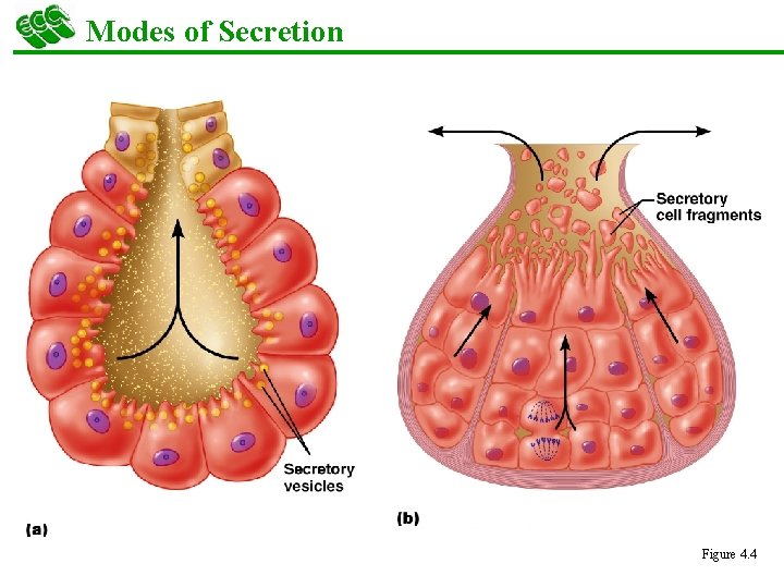 Modes of Secretion Figure 4. 4 