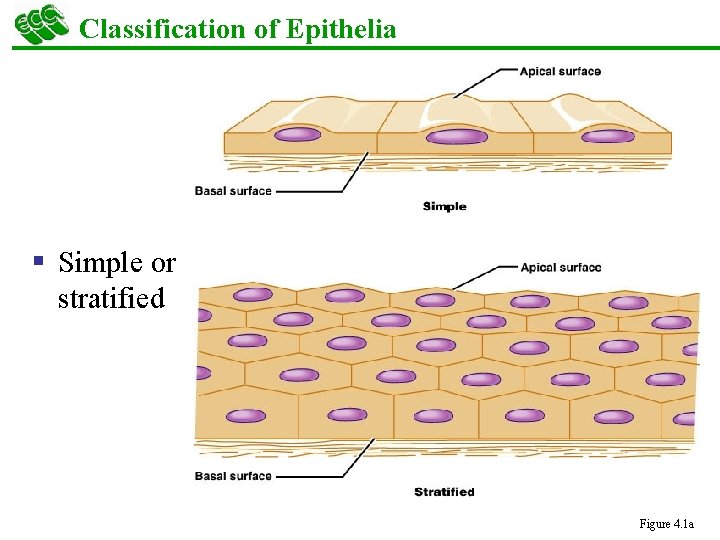 Classification of Epithelia § Simple or stratified Figure 4. 1 a 