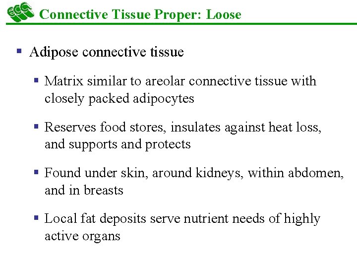 Connective Tissue Proper: Loose § Adipose connective tissue § Matrix similar to areolar connective