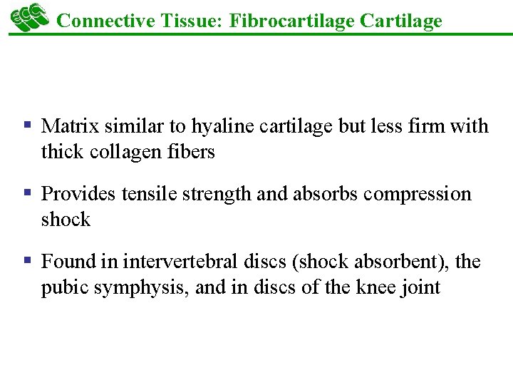 Connective Tissue: Fibrocartilage Cartilage § Matrix similar to hyaline cartilage but less firm with