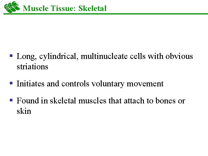 Muscle Tissue: Skeletal § Long, cylindrical, multinucleate cells with obvious striations § Initiates and