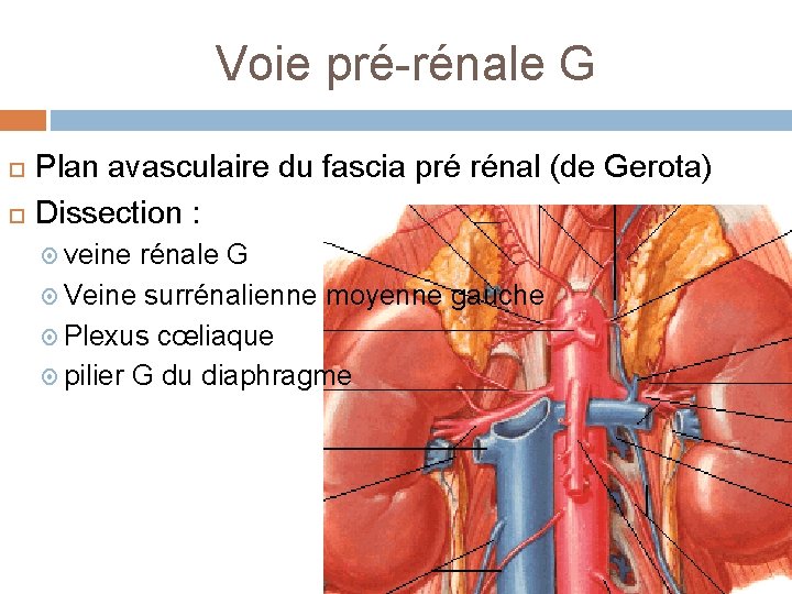 Voie pré-rénale G Plan avasculaire du fascia pré rénal (de Gerota) Dissection : veine