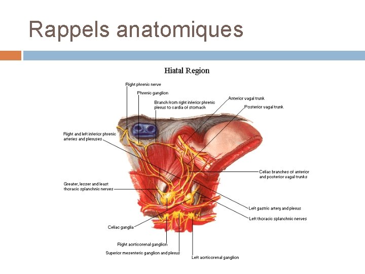 Rappels anatomiques 