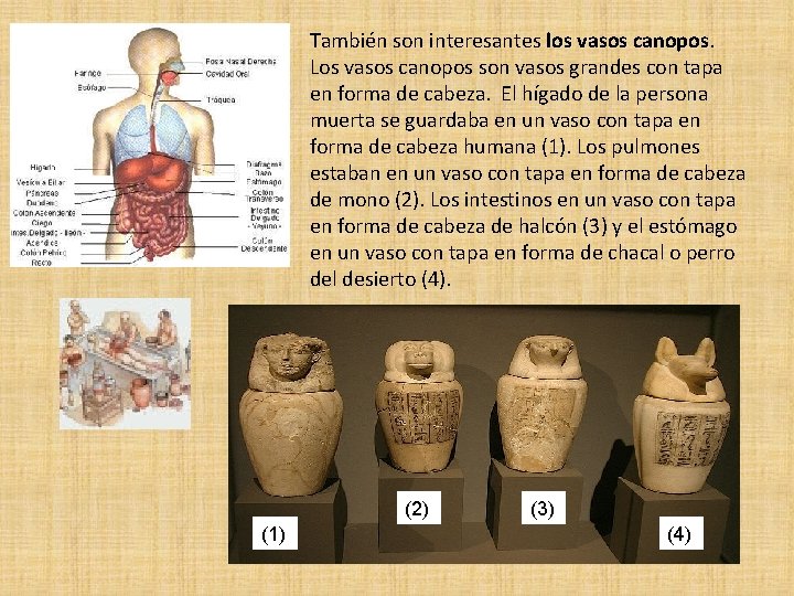  • También son interesantes los vasos canopos Los vasos canopos son vasos grandes
