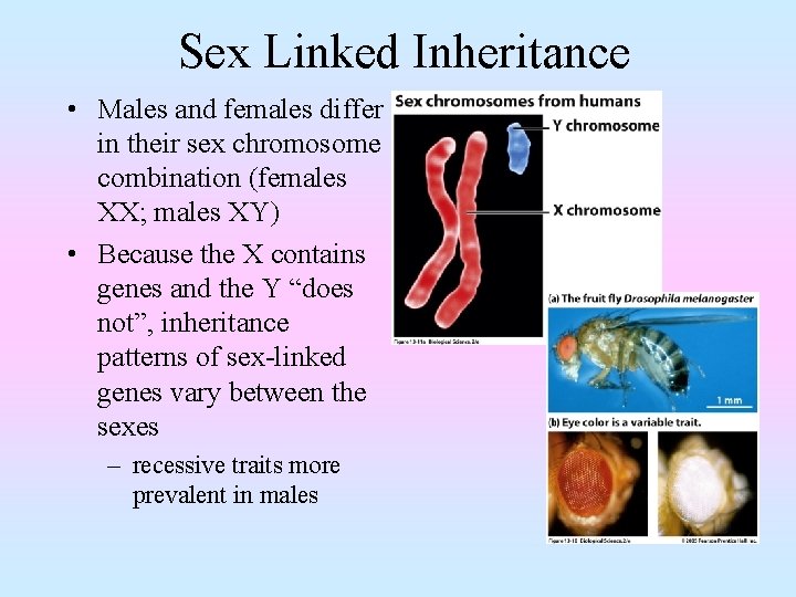 Sex Linked Inheritance • Males and females differ in their sex chromosome combination (females