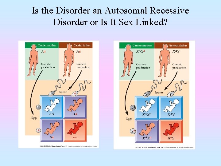 Is the Disorder an Autosomal Recessive Disorder or Is It Sex Linked? 