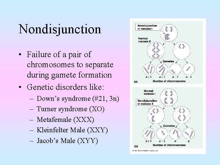 Nondisjunction • Failure of a pair of chromosomes to separate during gamete formation •