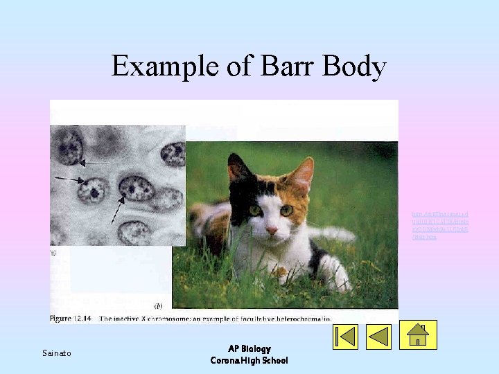 Example of Barr Body http: //griffing. tamu. ed u/BIOETCSITE/Biolo gy 01/Module 11/Unit 8 /Barr.
