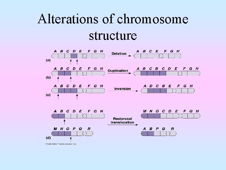 Alterations of chromosome structure 