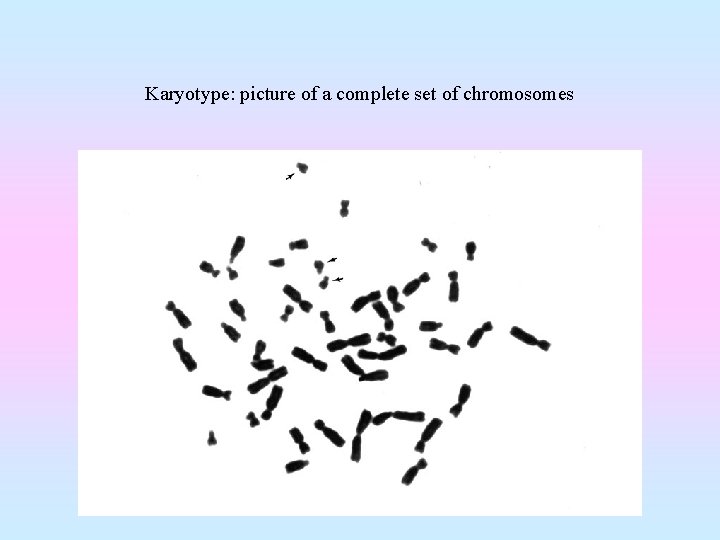 Karyotype: picture of a complete set of chromosomes 