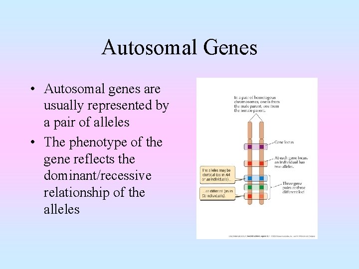 Autosomal Genes • Autosomal genes are usually represented by a pair of alleles •