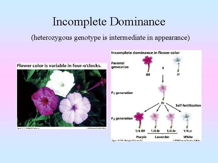 Incomplete Dominance (heterozygous genotype is intermediate in appearance) 