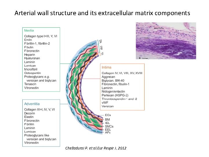 Arterial wall structure and its extracellular matrix components Chelladurai P. et al. Eur Respir